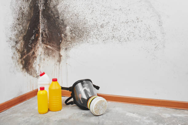 Best Mold Damage Repair  in Cheney, KS