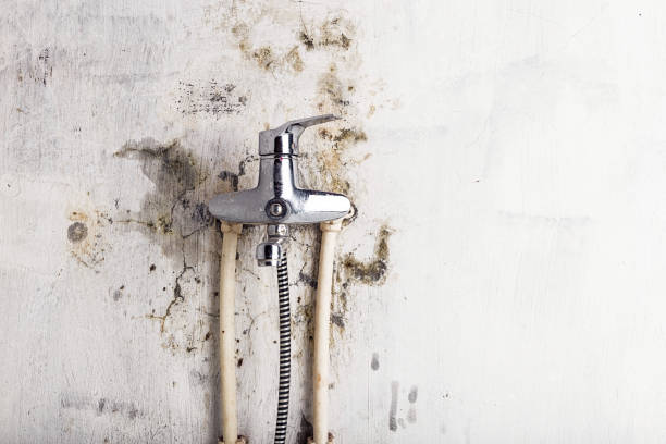 Best Certified Mold Removal  in Cheney, KS