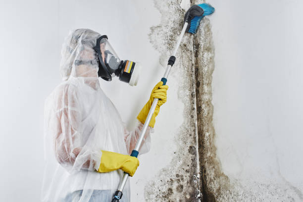 Best Office Mold Removal Services  in Cheney, KS