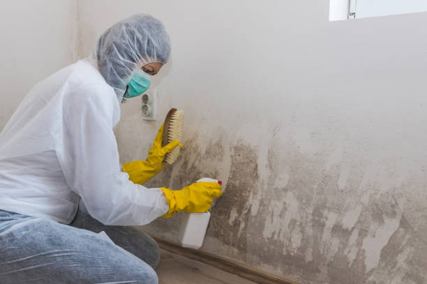 Trusted Cheney, KS Mold Removal Experts