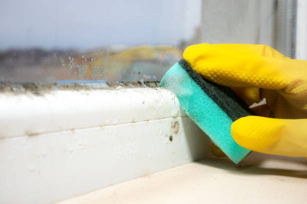 Professional Mold Removal in Cheney, KS