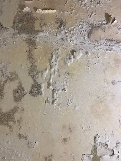 Home Mold Removal in Cheney, KS