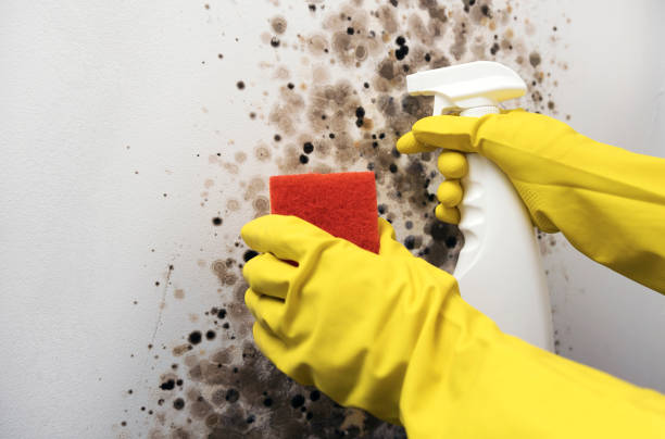 Best Mold Testing  in Cheney, KS