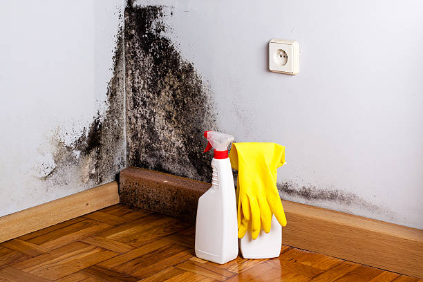 Best Home Mold Removal  in Cheney, KS
