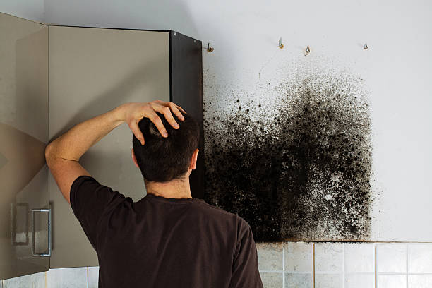 Best Office Mold Removal Services  in Cheney, KS