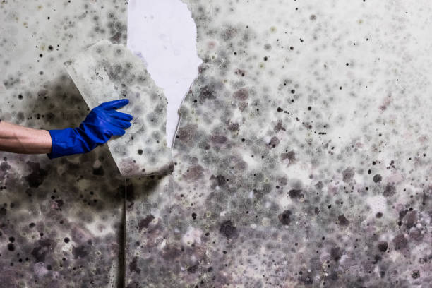 Best Mold Removal Company Near Me  in Cheney, KS