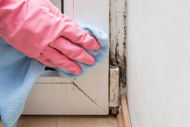 Best Same-Day Mold Removal  in Cheney, KS