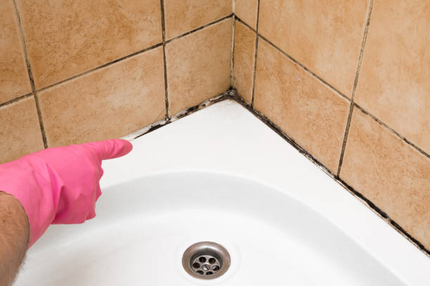 Best Certified Mold Removal  in Cheney, KS
