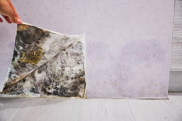 Best Mold Remediation  in Cheney, KS
